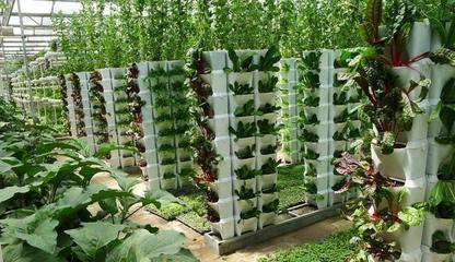 立体农业与生态农业 现代农业开发的绿色双翼