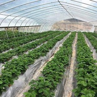 生态农业新体验 楠之林雪生态农业园与南岸冬草莓采摘基地的绿色魅力