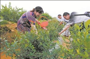寿宁县天池生态农业开发 打造乡村休闲度假区新典范