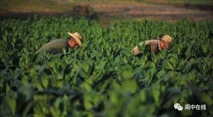 阆中五乡镇荣膺国家级生态农业荣誉，乡村振兴再添新名片